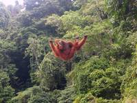 Orang utan bukit lawang 2006