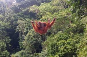 Orang utan bukit lawang 2006